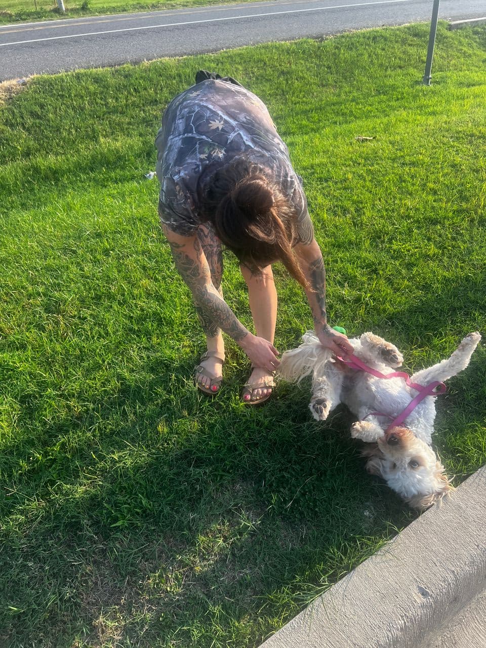 Pet travel photo 3
