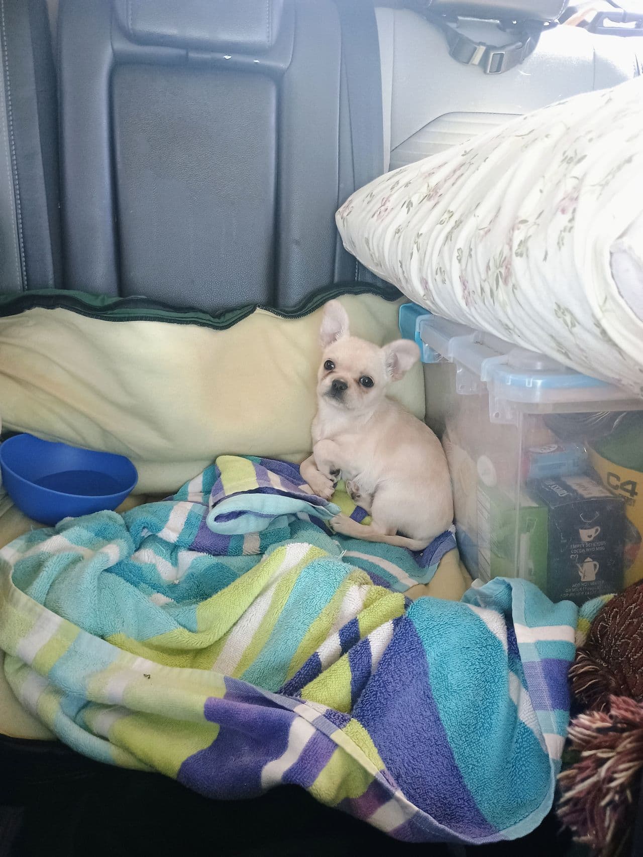 Pet travel photo 2
