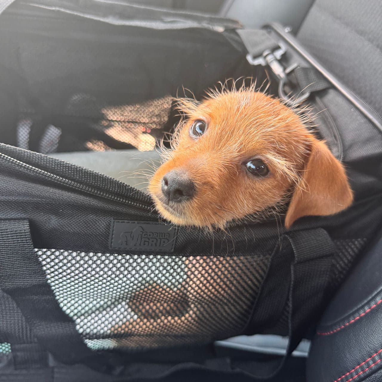 Pet travel photo 4