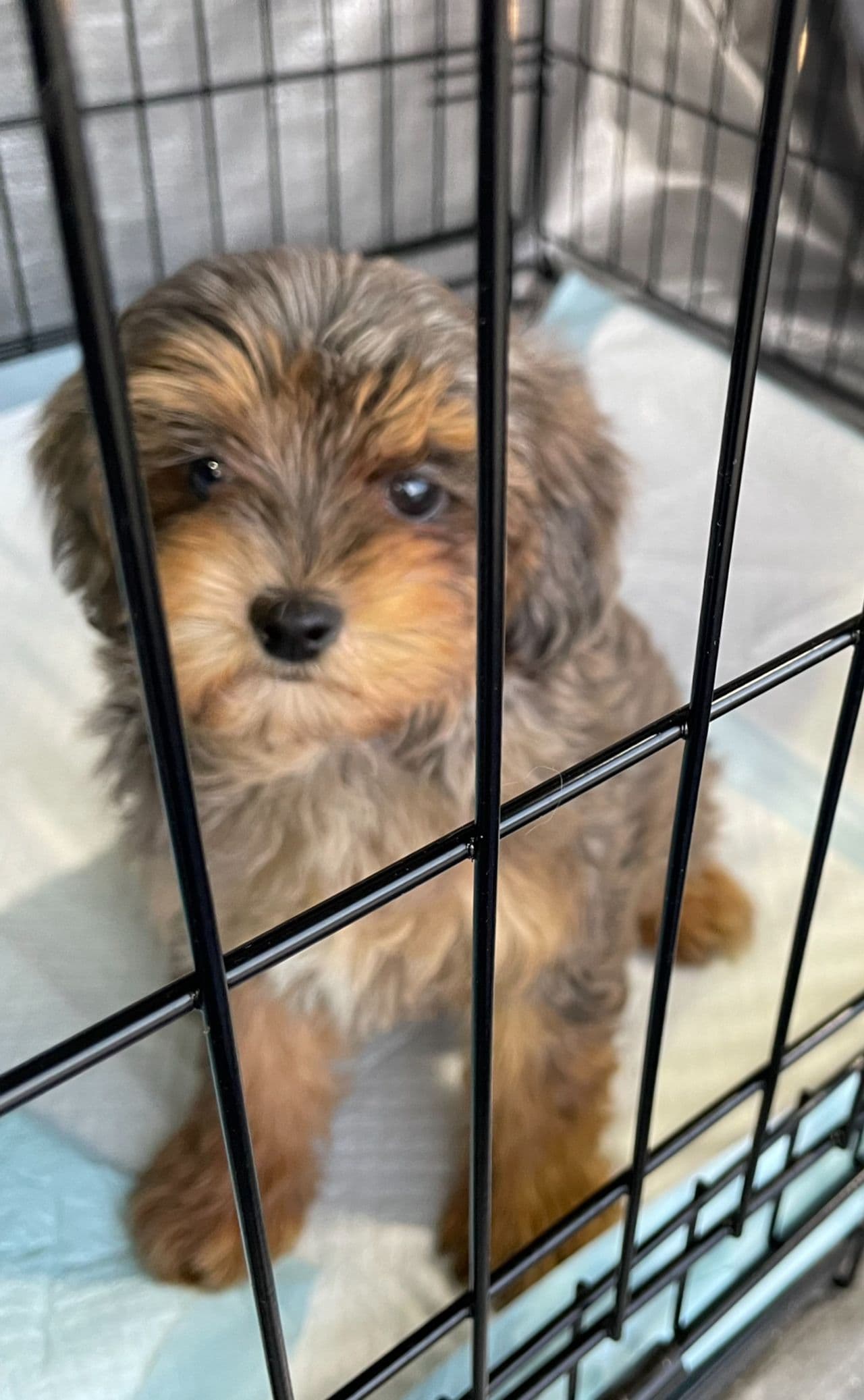Pet travel photo 5