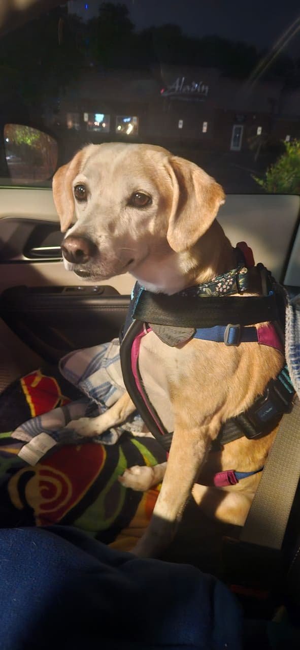 Pet travel photo 4
