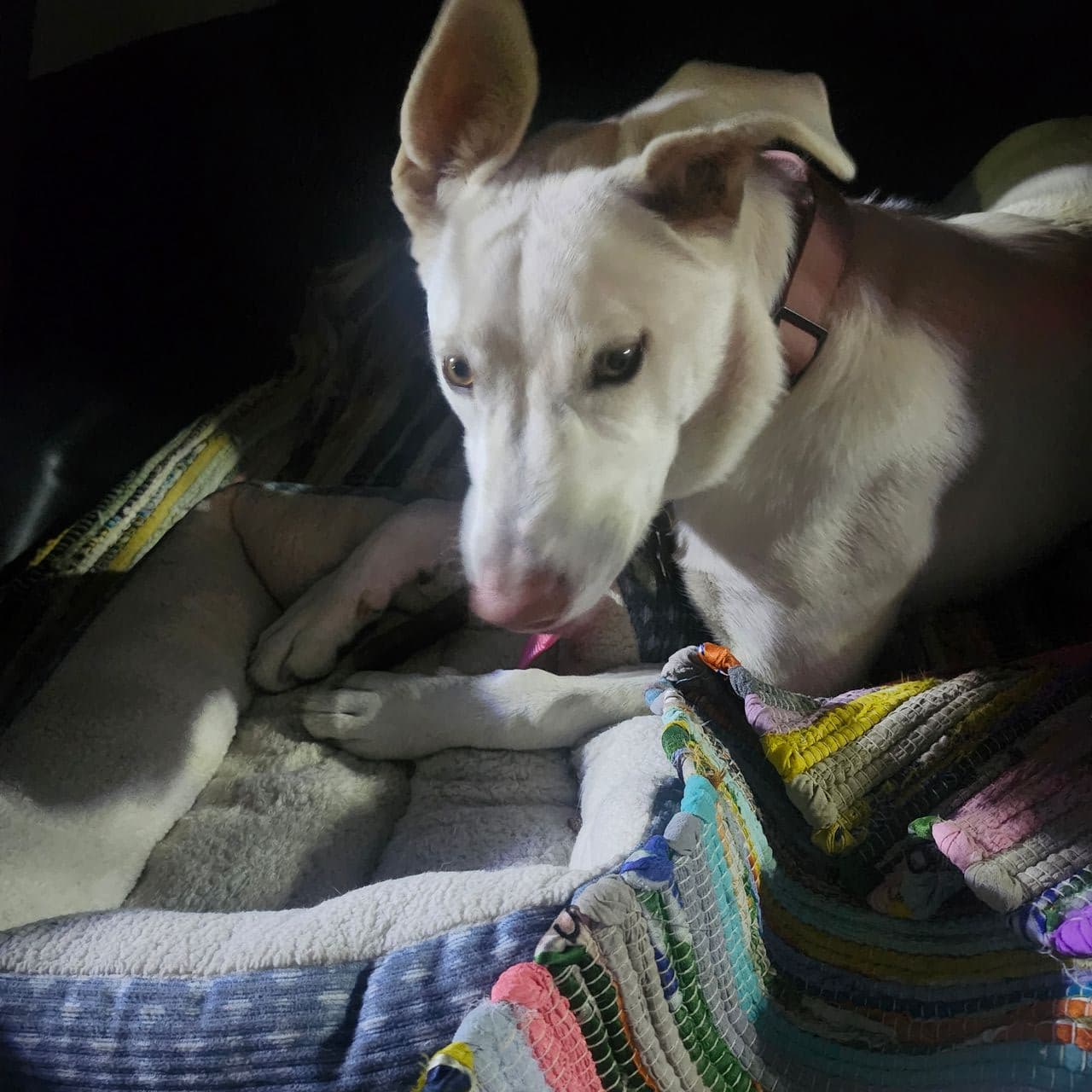 Pet travel photo 2