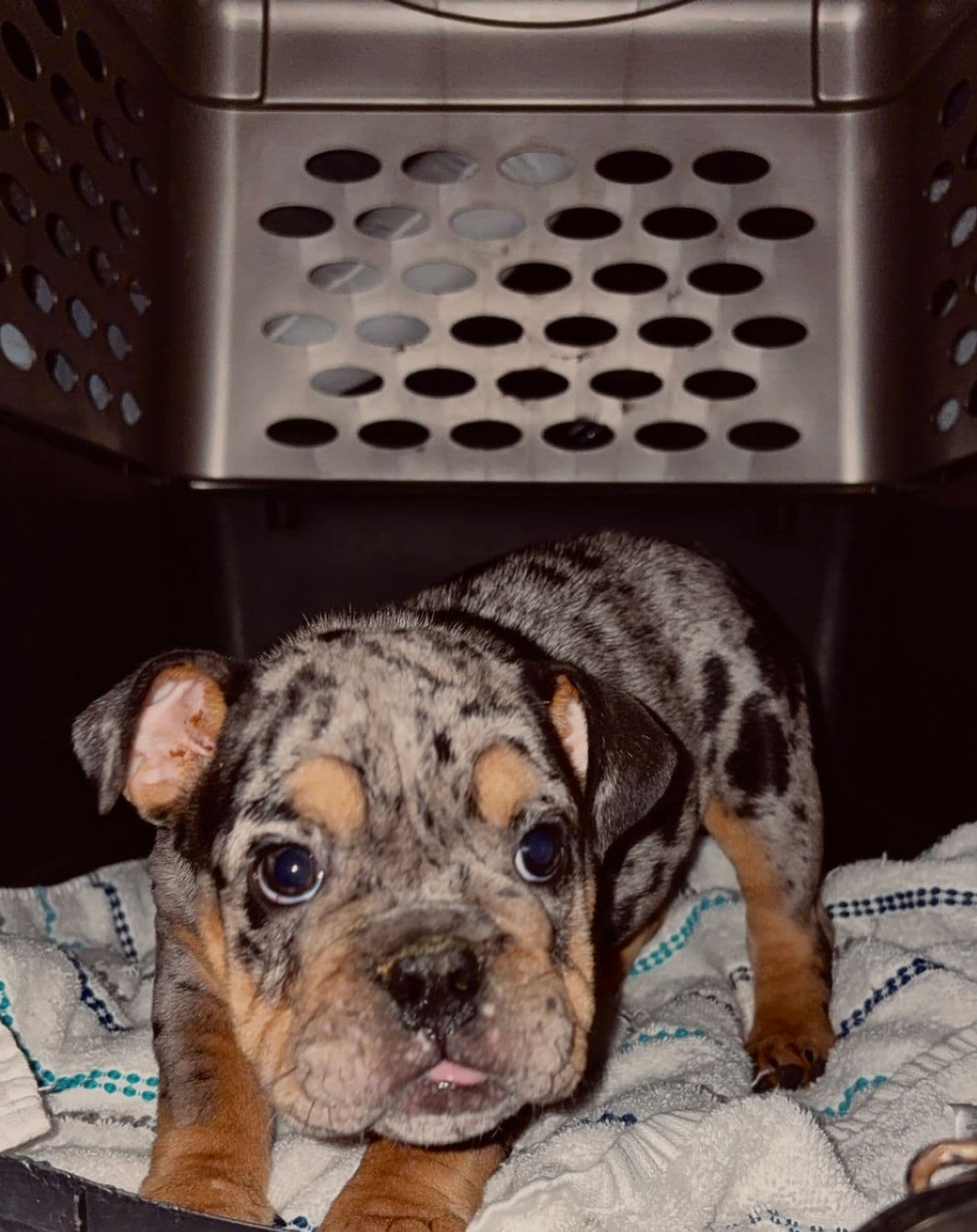 Pet travel photo 4