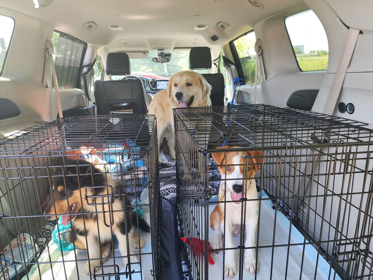 Pet travel photo 1