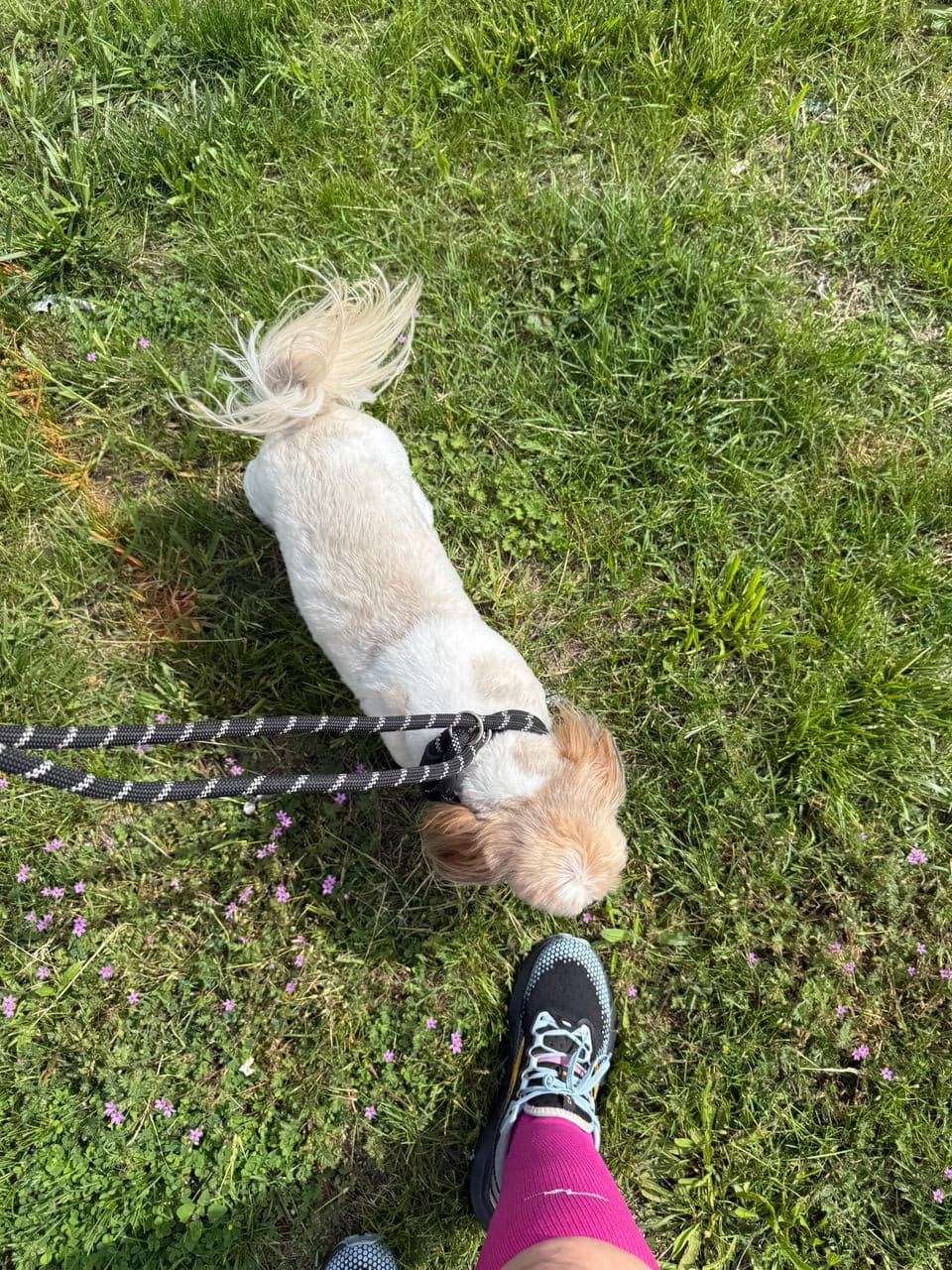 Pet travel photo 3