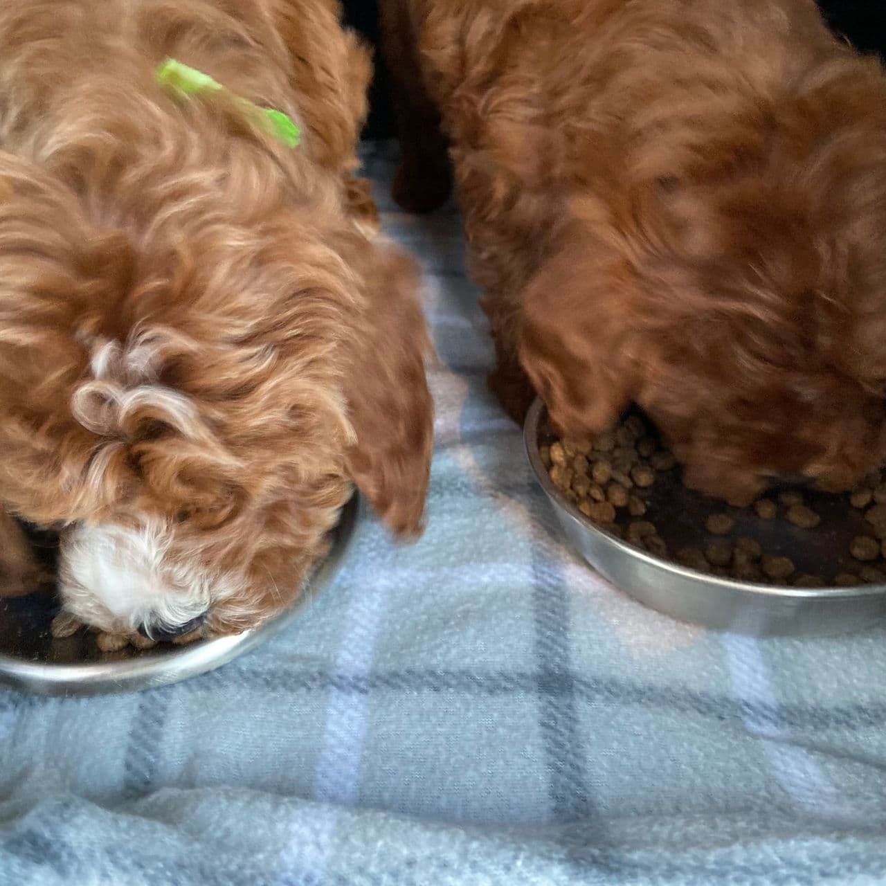 Pet travel photo 4