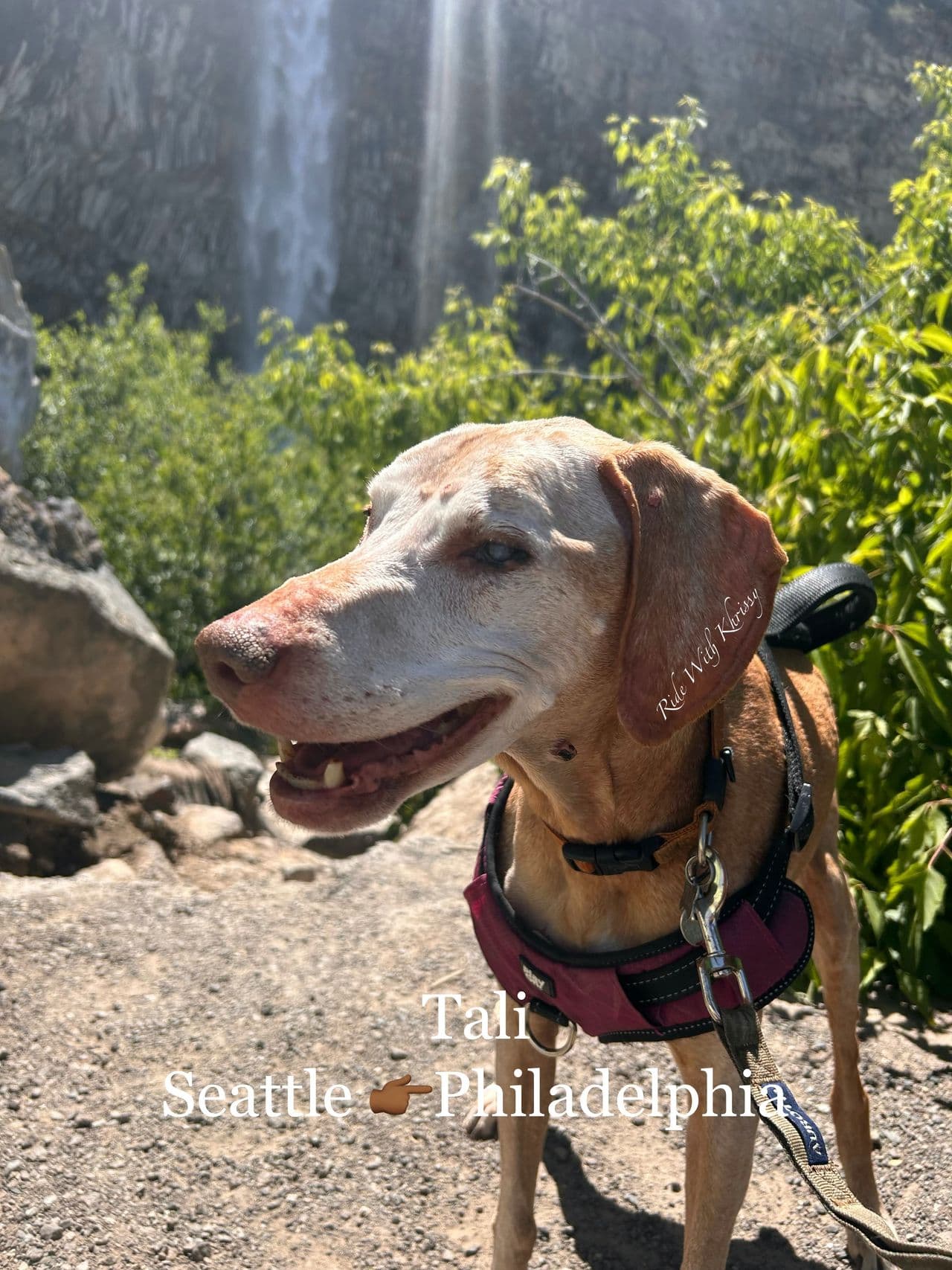 Pet travel photo 6
