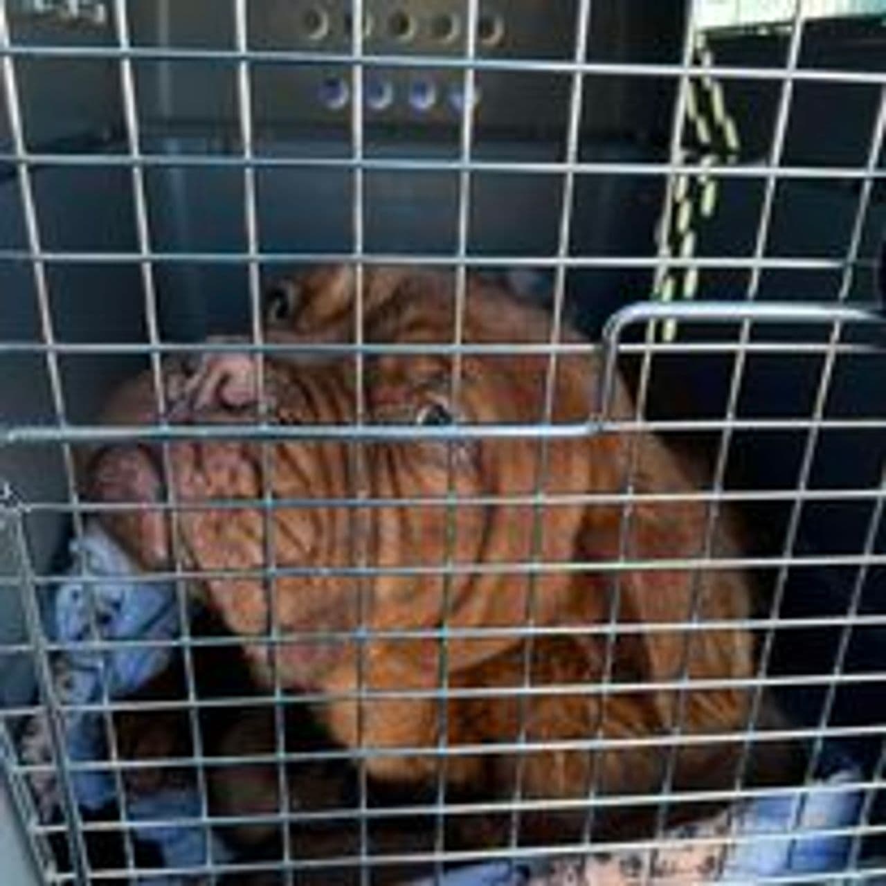 Pet travel photo 5