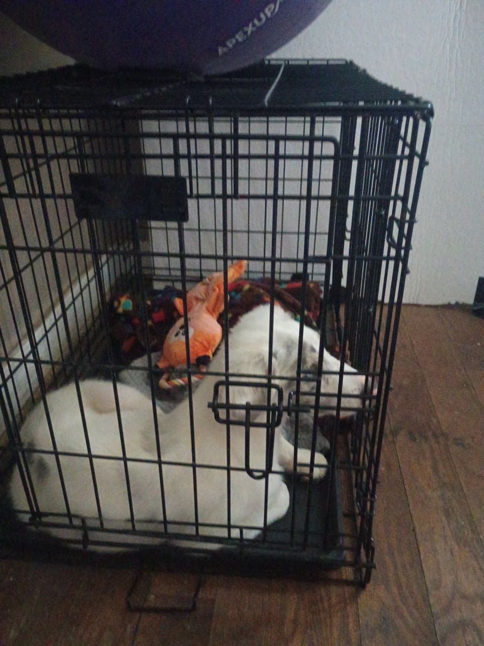 Pet travel photo 5