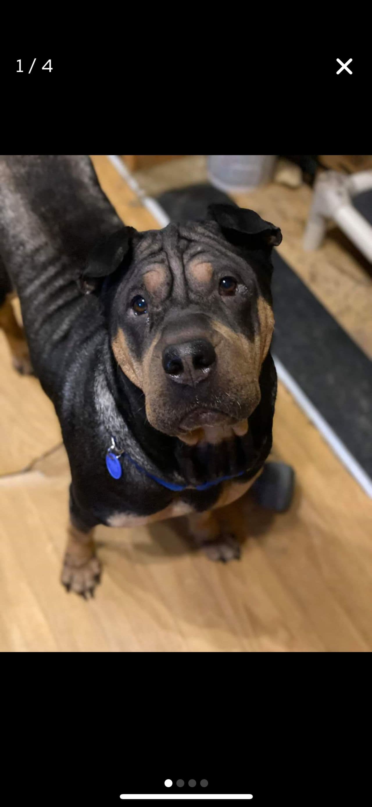 Shadow's Promise Pet Livery Service