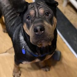 Shadow's Promise Pet Livery Service