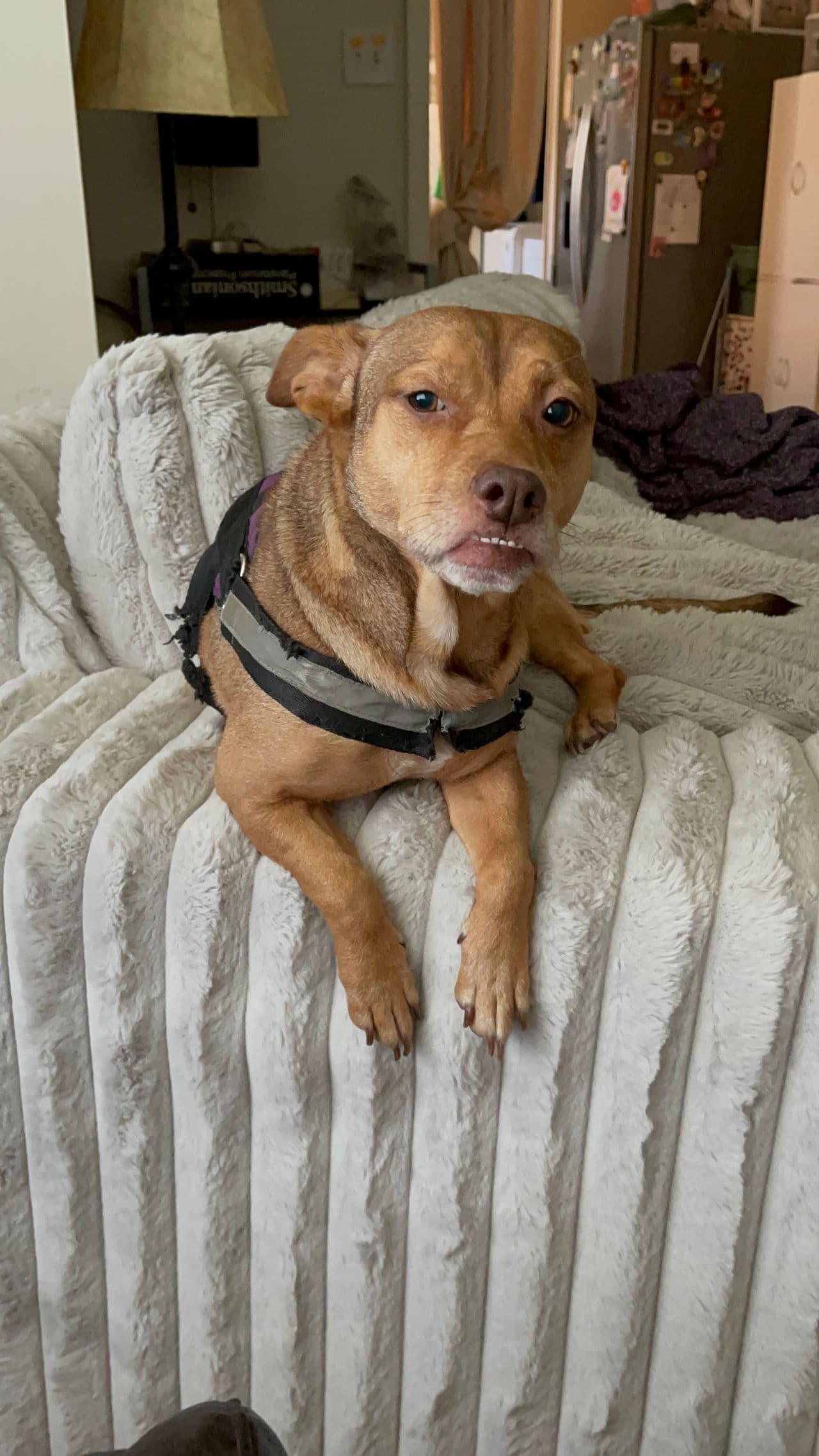 Pet travel photo 6