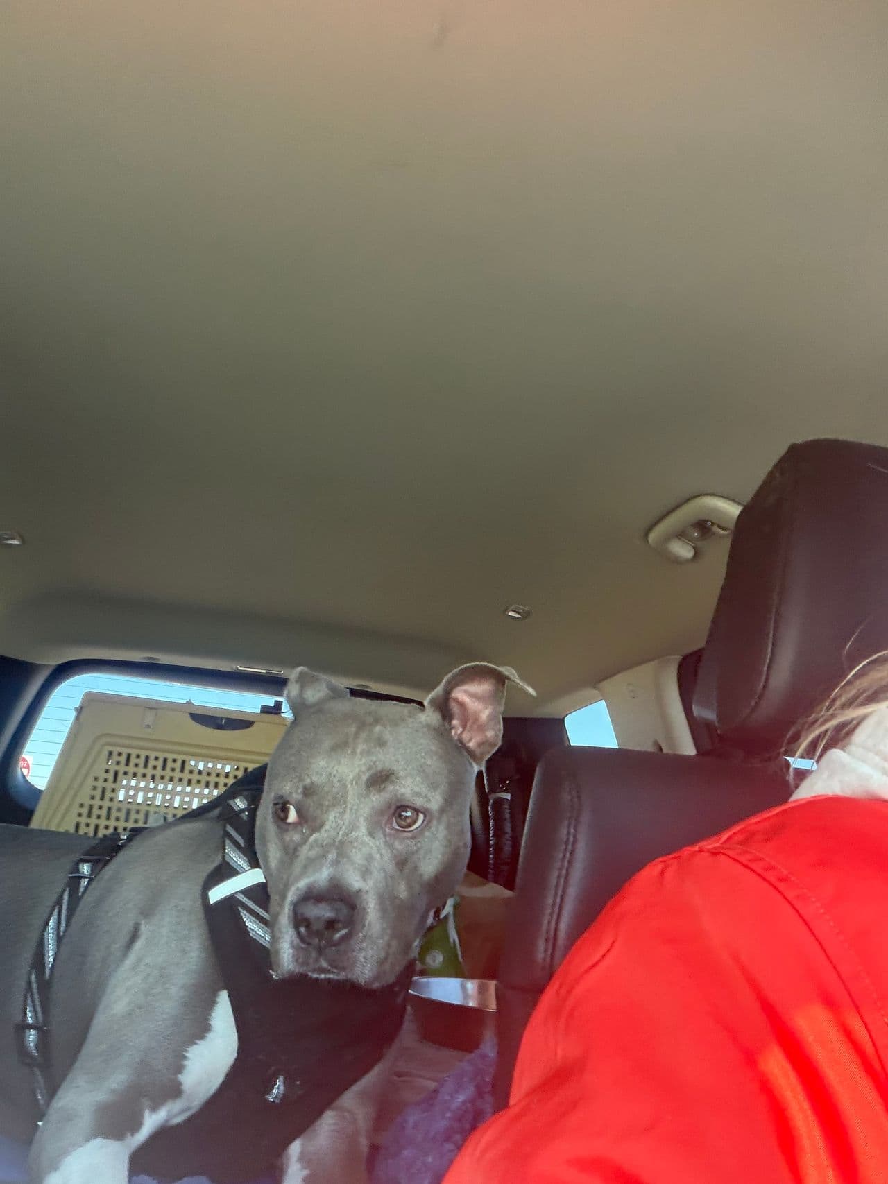 Pet travel photo 5