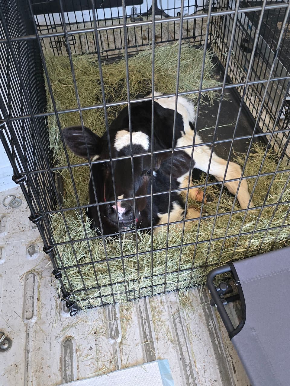 Pet travel photo 2