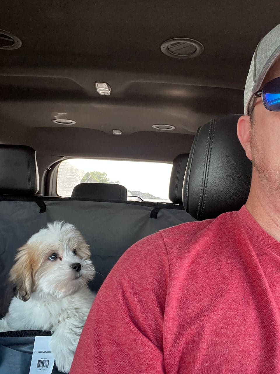 Pet travel photo 4