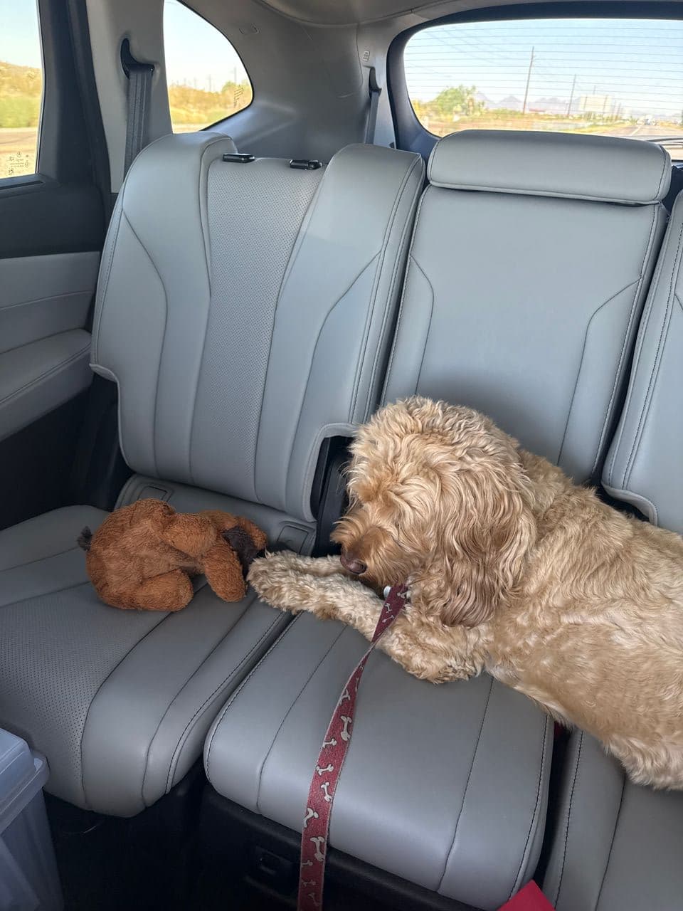 Pet travel photo 2