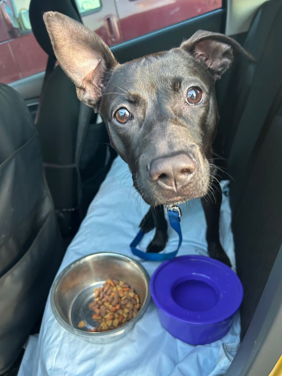 Pet travel photo 2