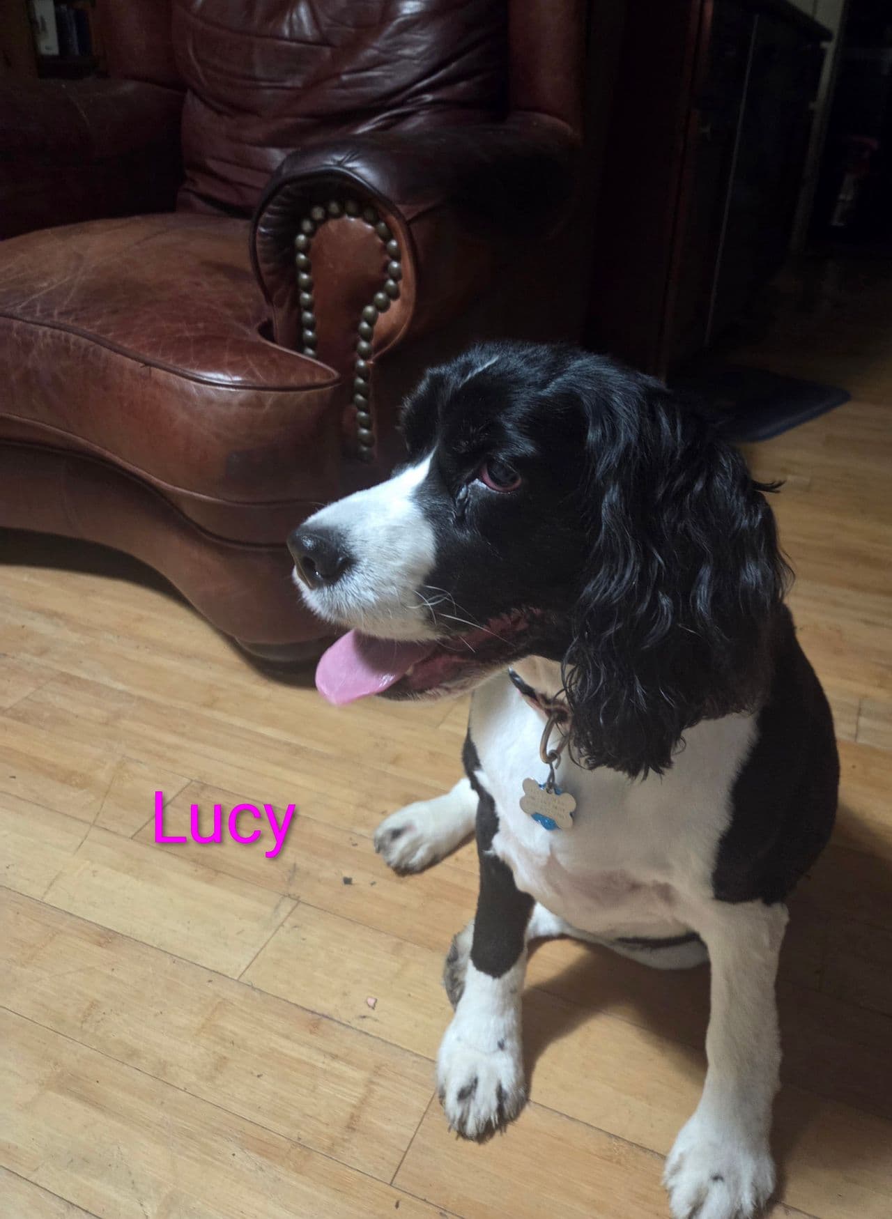 Pet travel photo 2