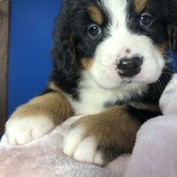 Bernese Mountain Dog named 2 Puppies