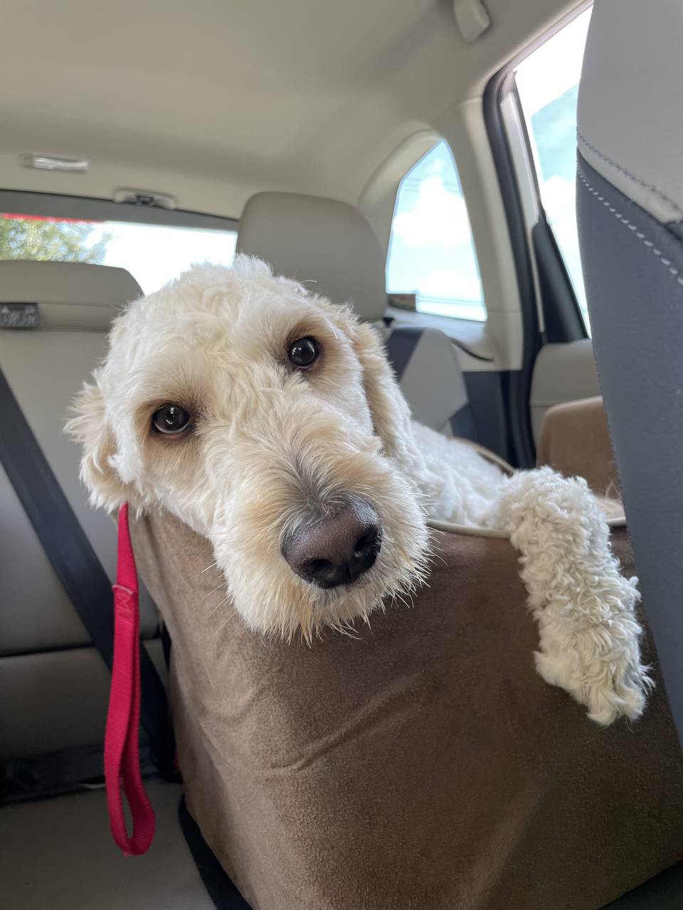 Pet travel photo 6