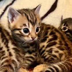 Bengal cat named Kitten