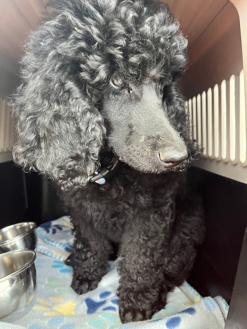 Pet travel photo 4