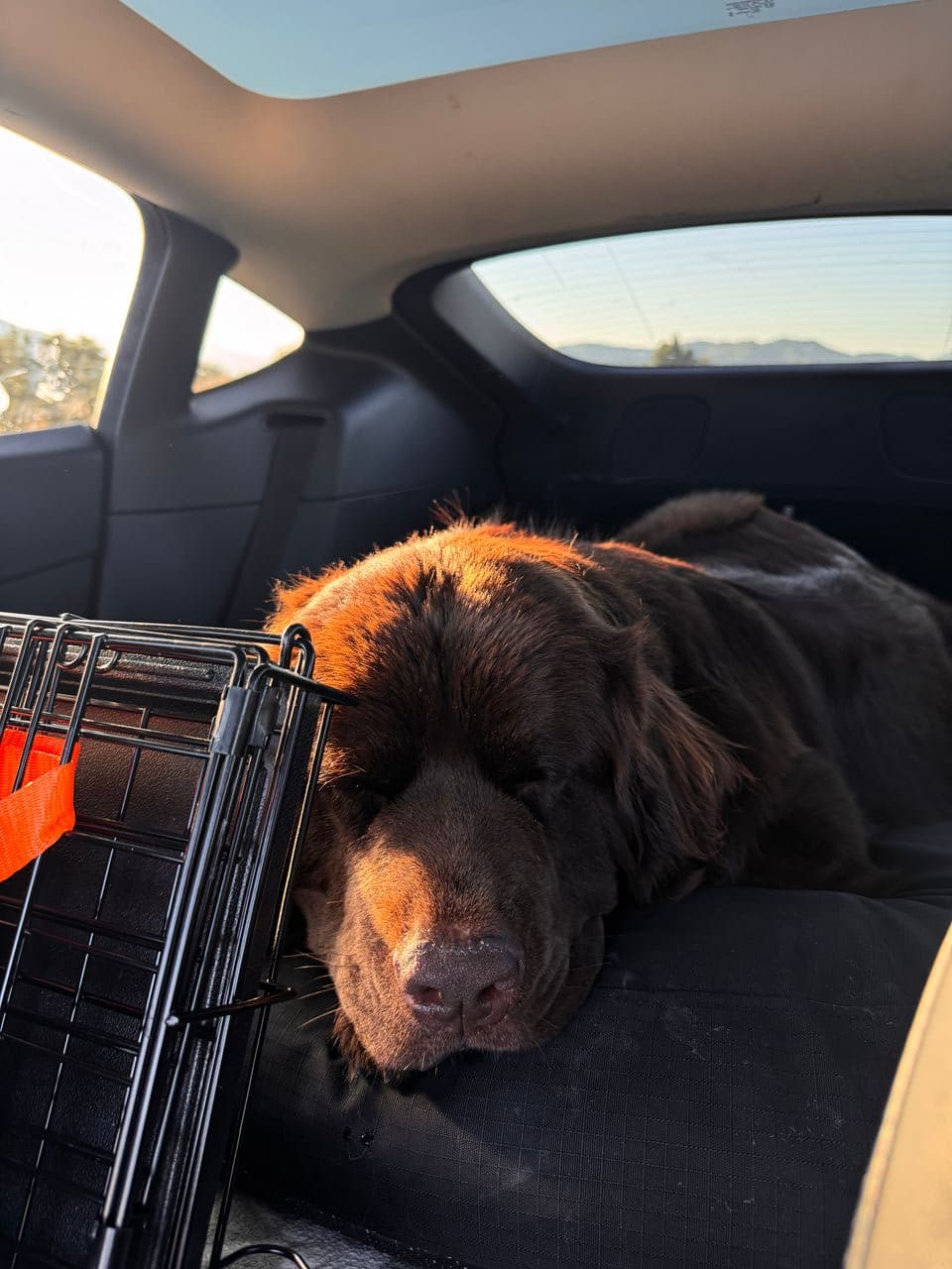 Pet travel photo 2