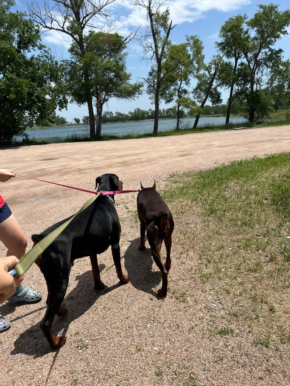 Pet travel photo 1