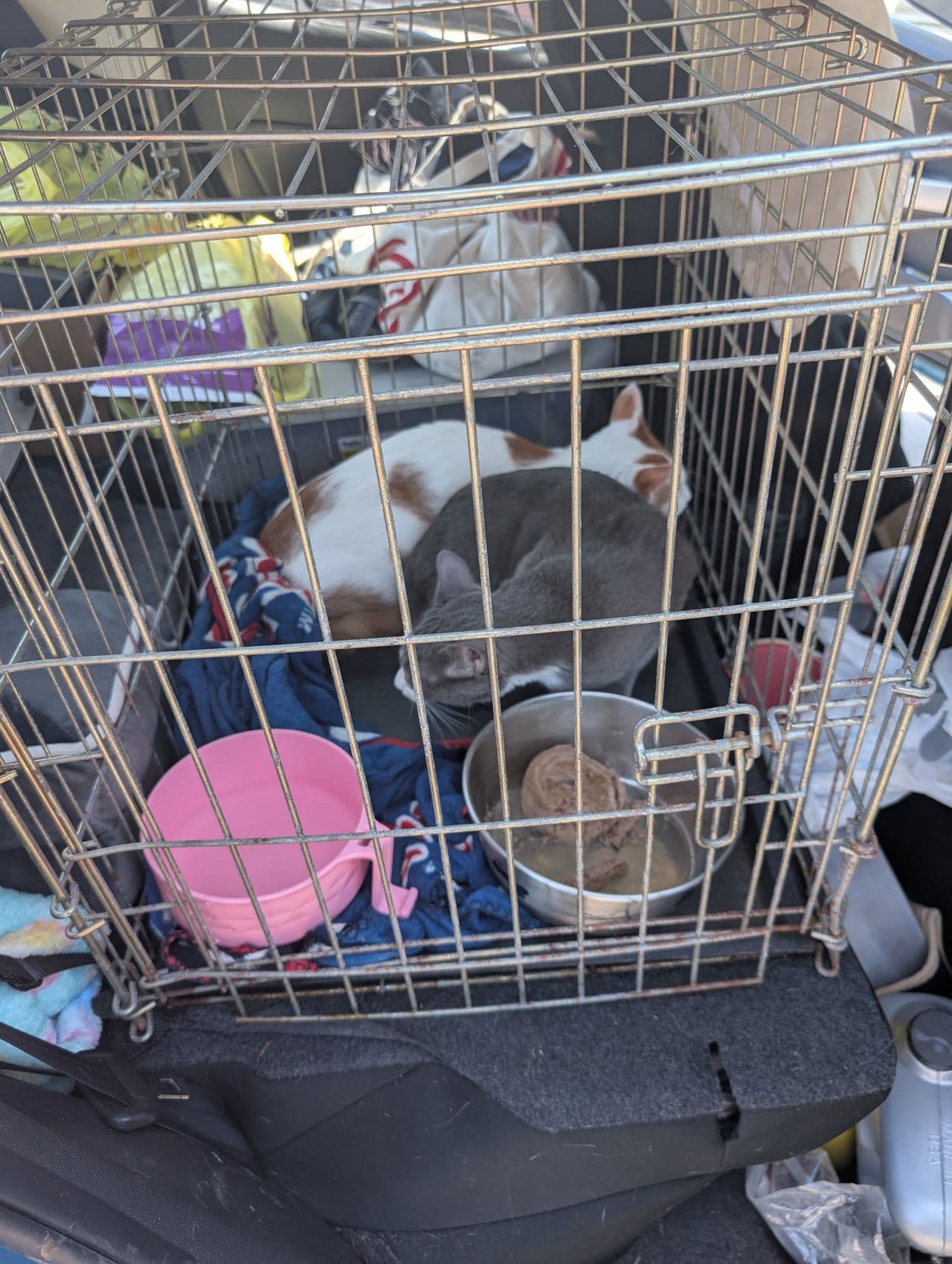 Pet travel photo 5