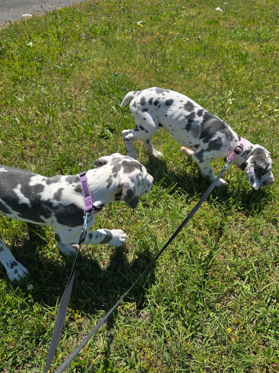 Pet travel photo 1