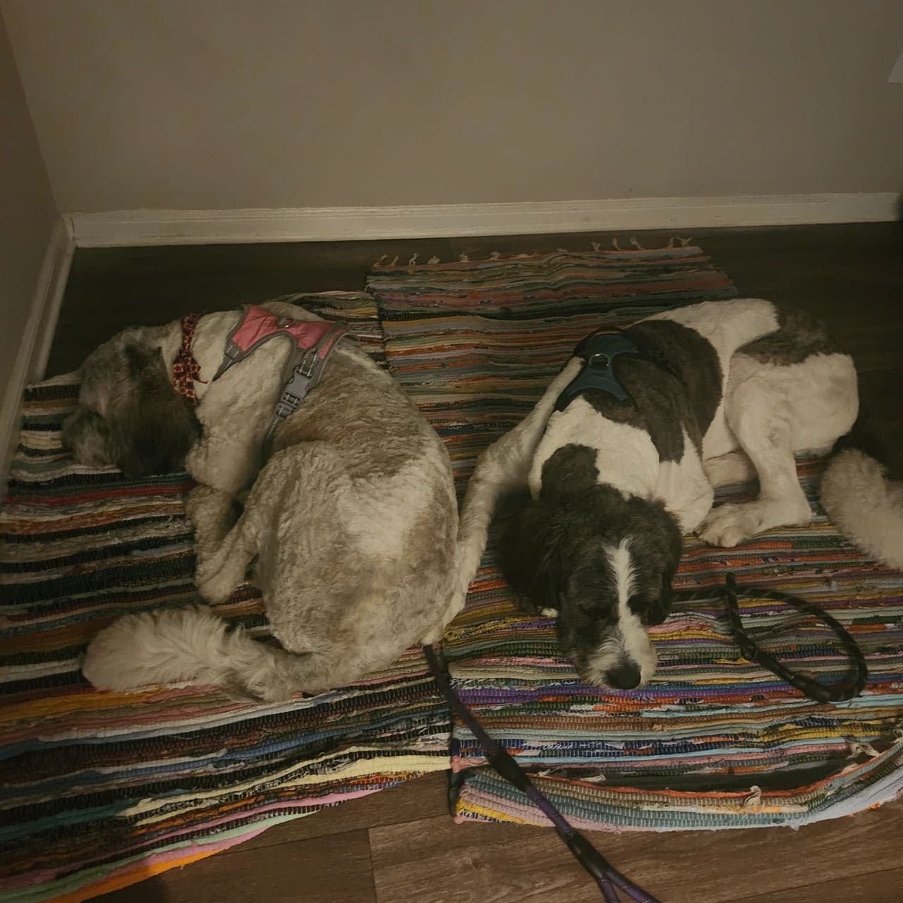 Pet travel photo 3
