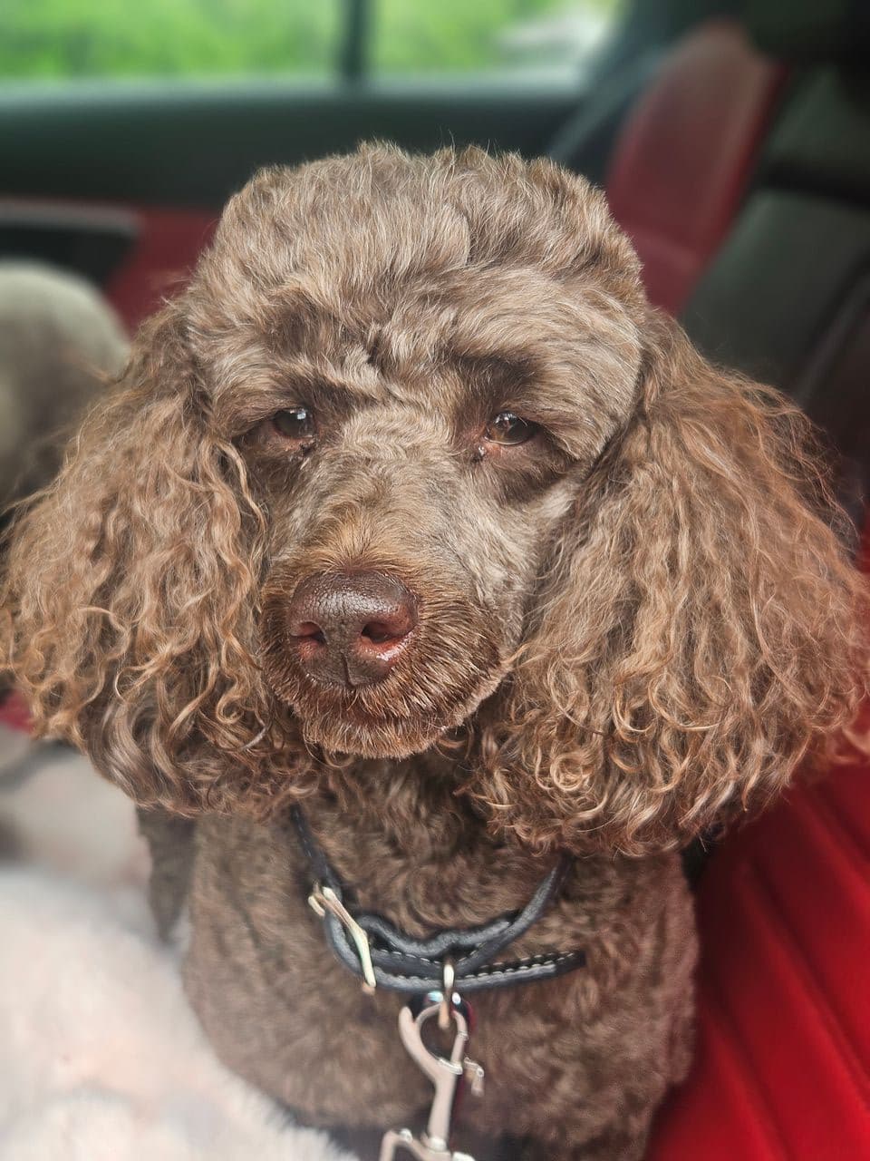 Pet travel photo 1