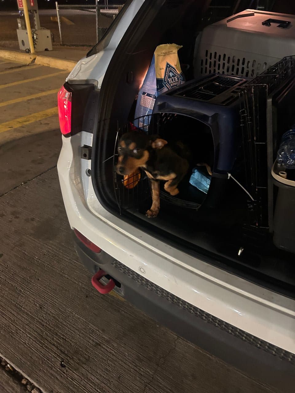 Pet travel photo 2