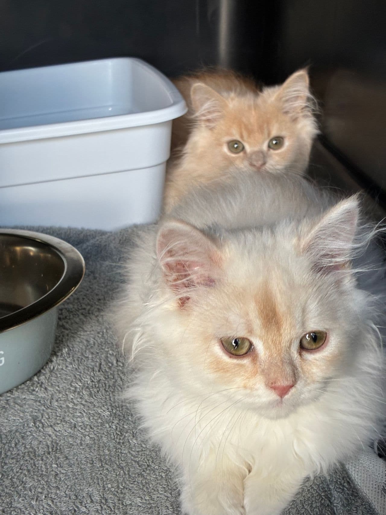 Pet travel photo 4