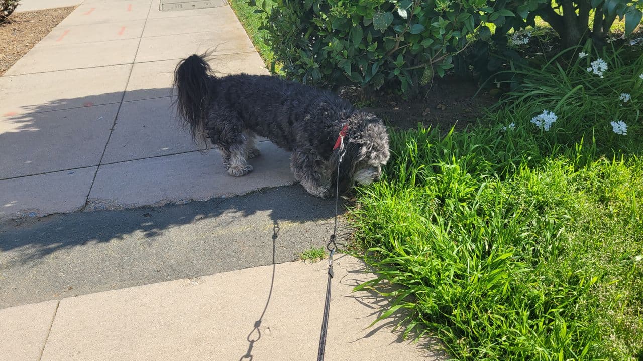 Pet travel photo 3