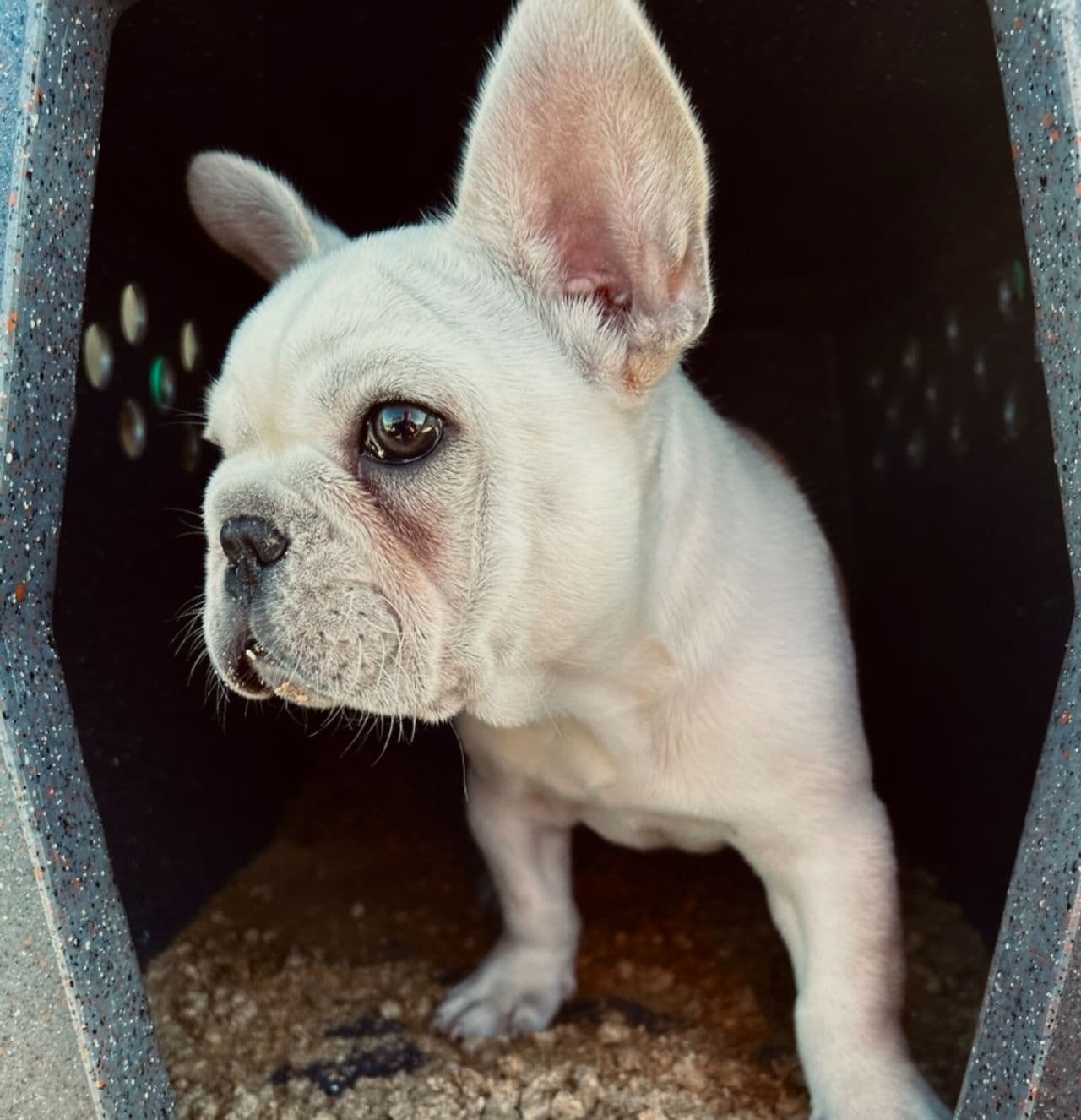 Pet travel photo 5