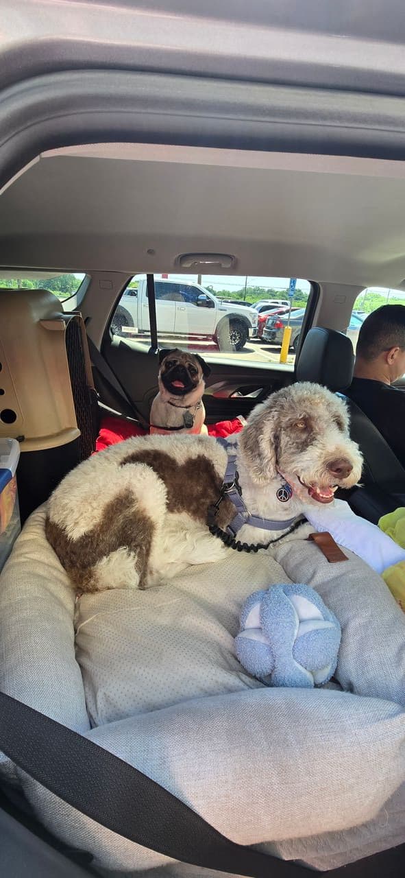 Pet travel photo 3