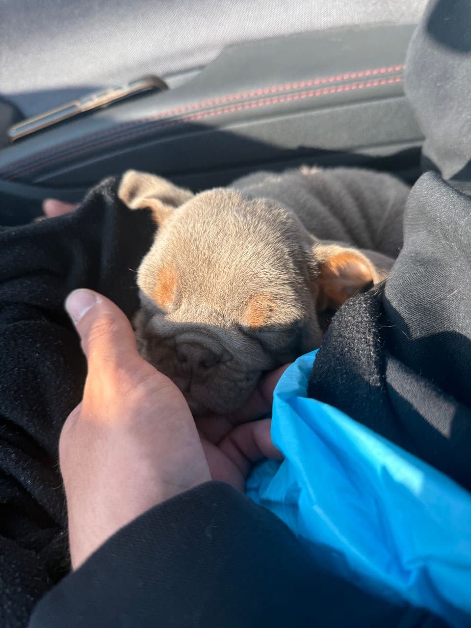 Pet travel photo 4