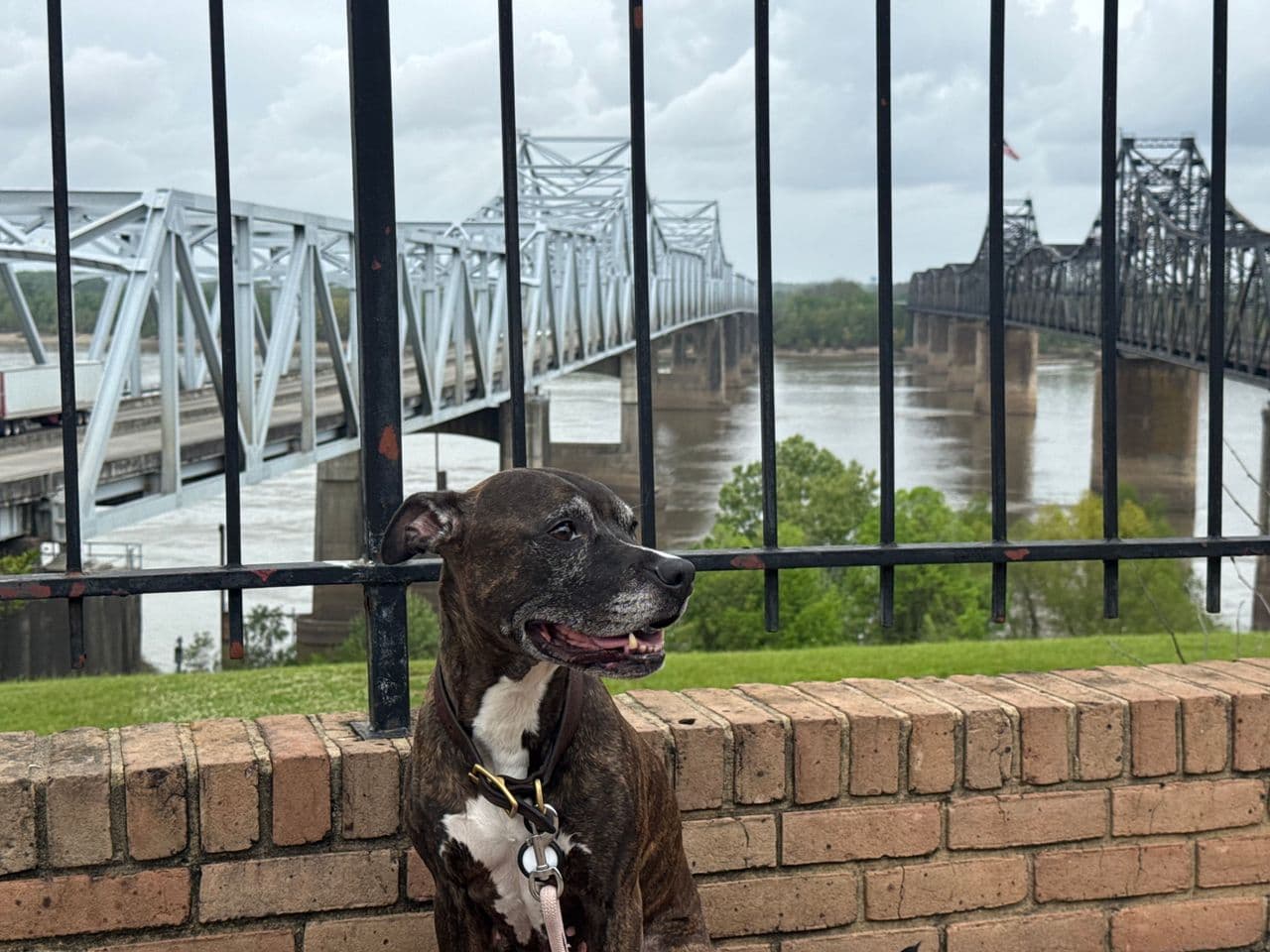 Pet travel photo 2