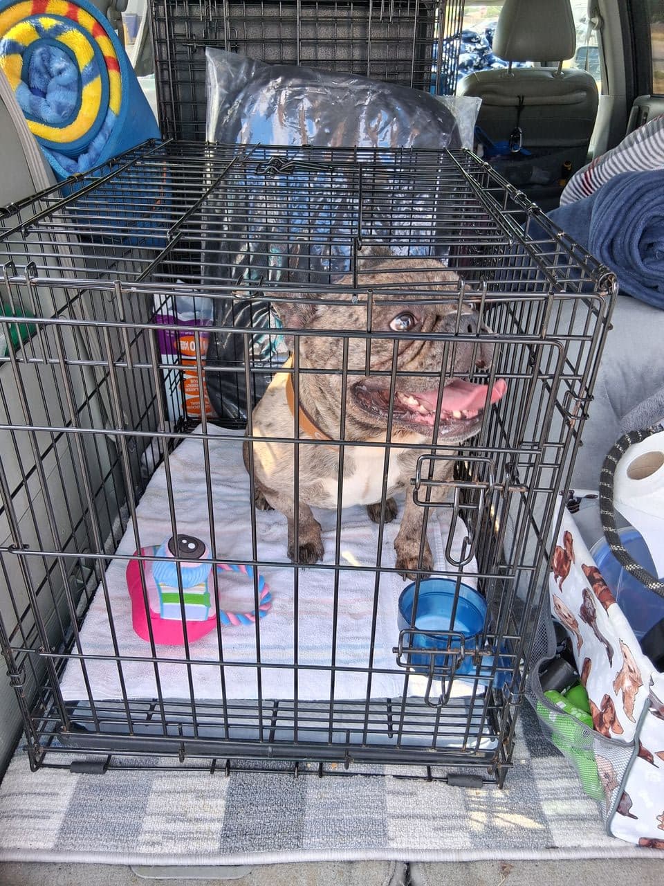 Pet travel photo 3