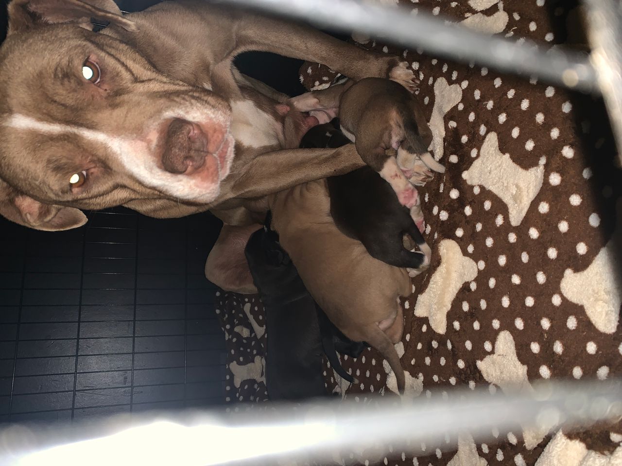 Pet travel photo 5