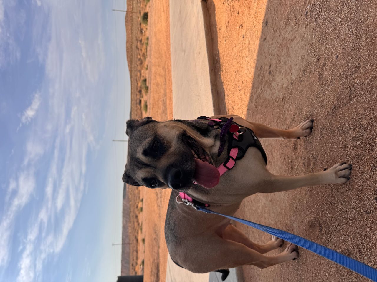 Pet travel photo 3