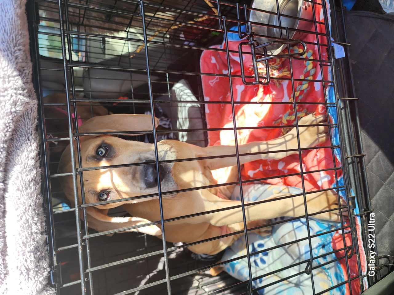 Pet travel photo 6