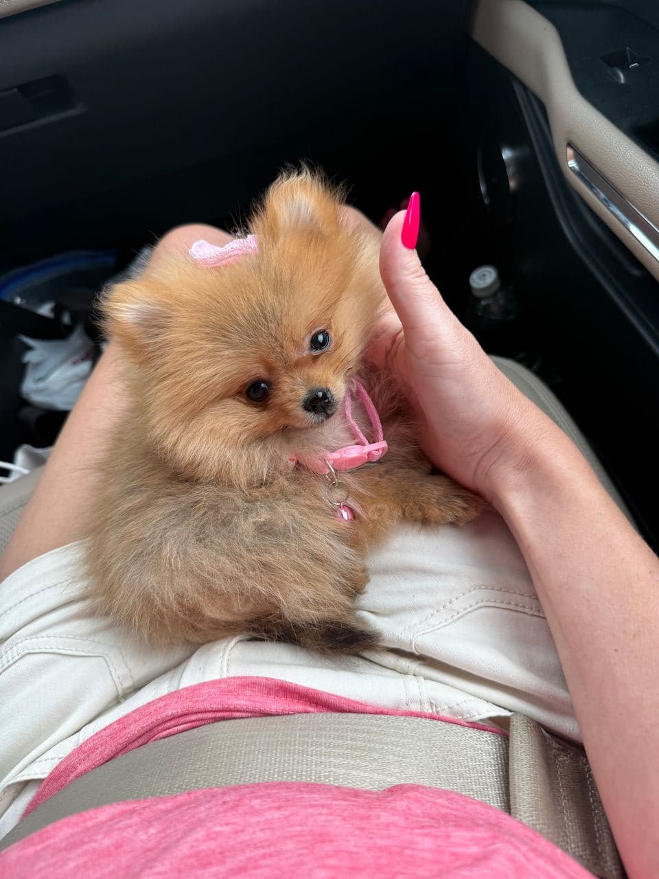 Pet travel photo 3