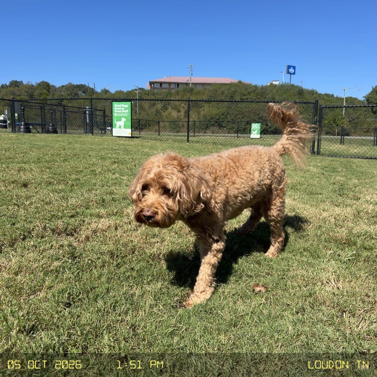 Pet travel photo 1