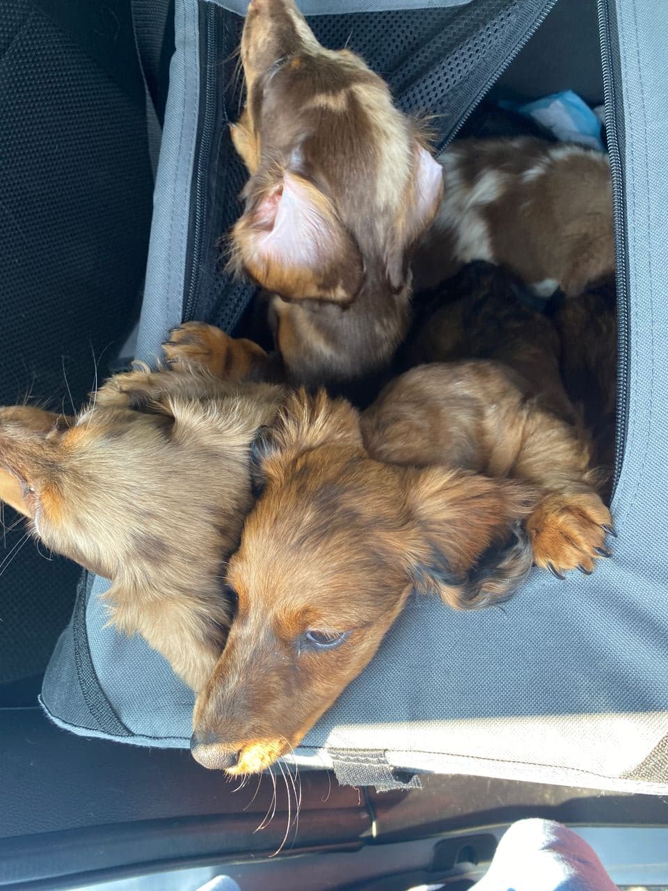 Pet travel photo 6