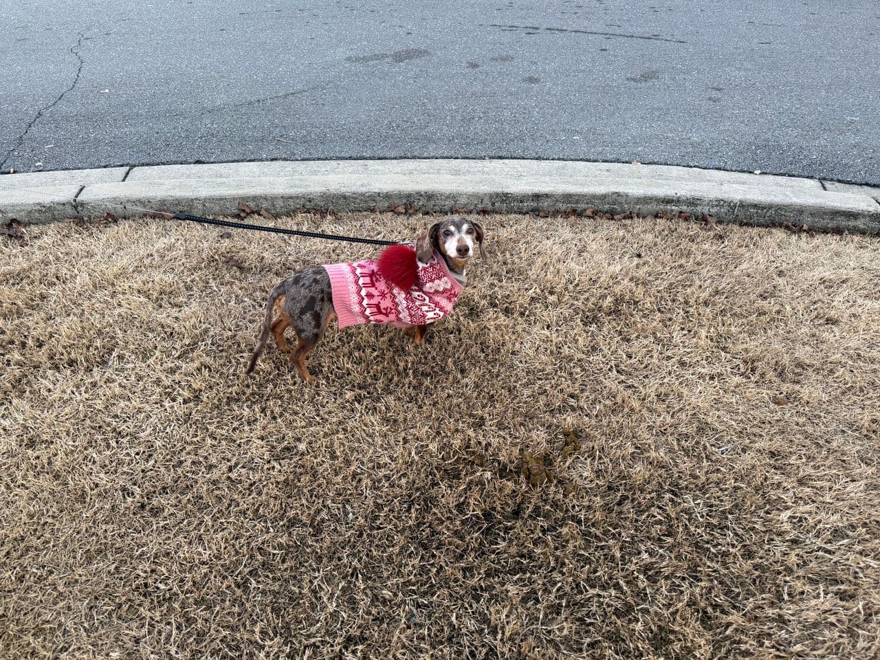 Pet travel photo 3