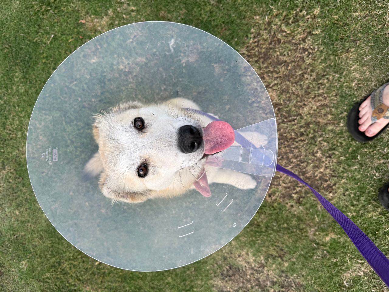 Pet travel photo 2