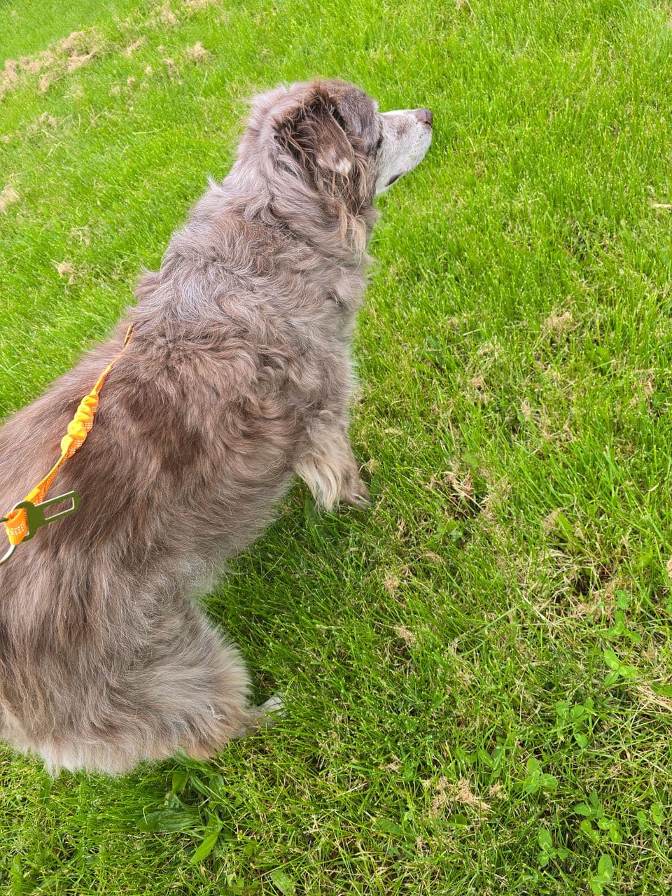 Pet travel photo 4