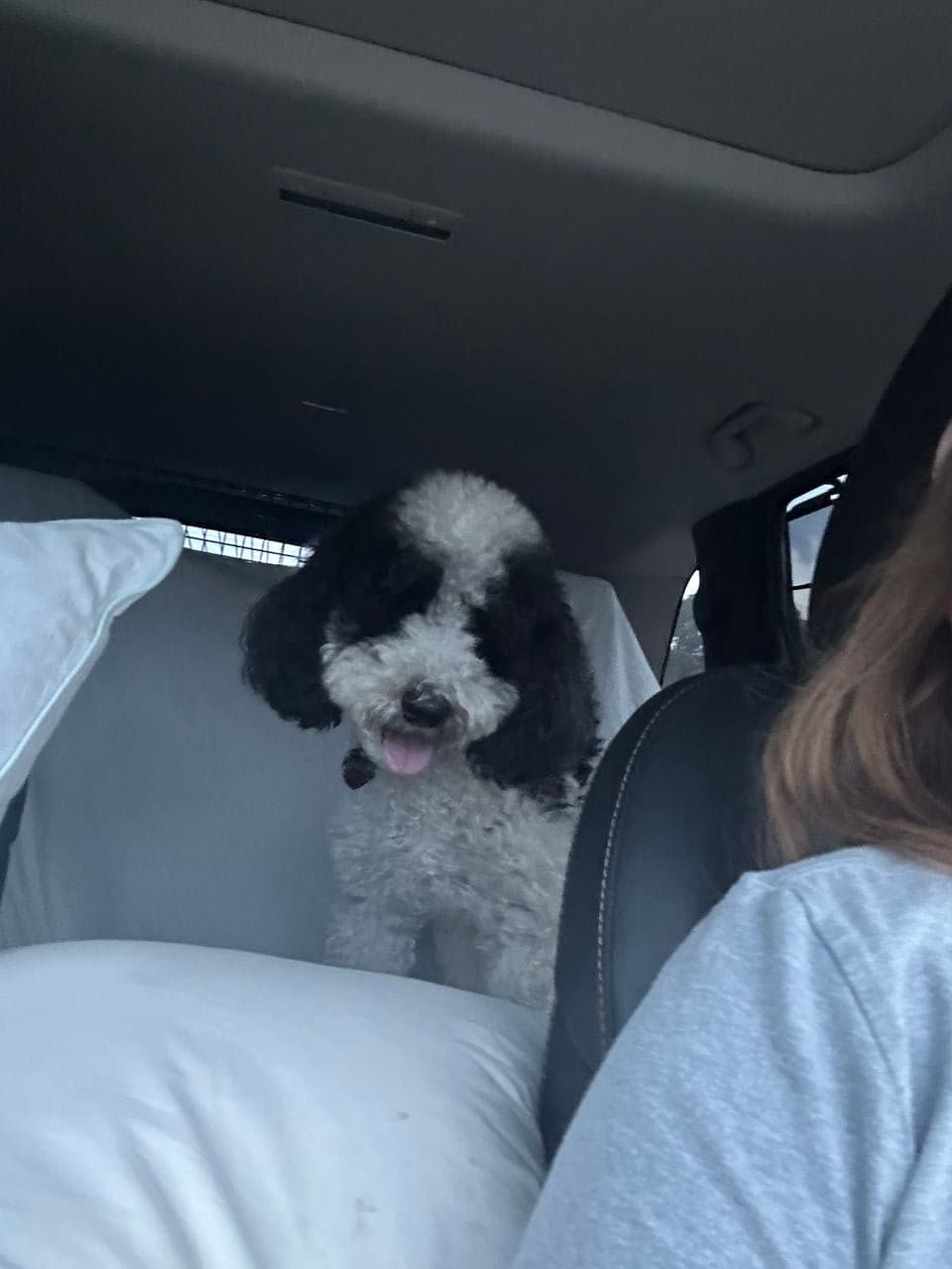Pet travel photo 6